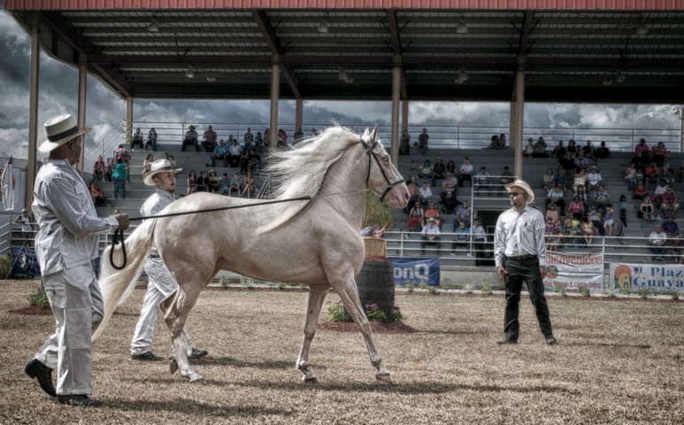 Cremello Stallion - ID: 14400205 © Viveca Venegas