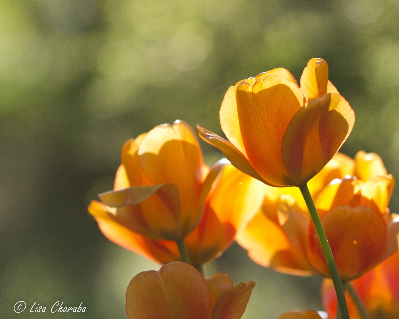 Spring Flowers