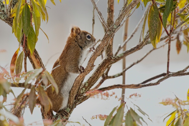Squirrel In a Bush