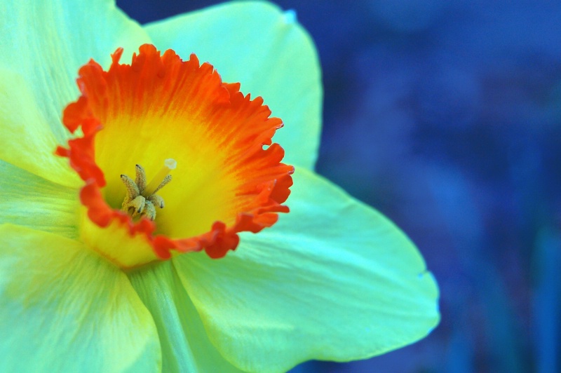 Spring Daffodil