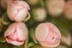 ~ Tulips with Lov...
