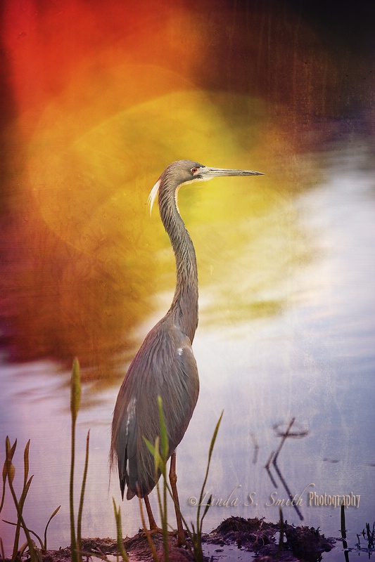 heron on the hunt