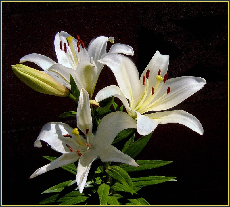 Three and a Half Lilies