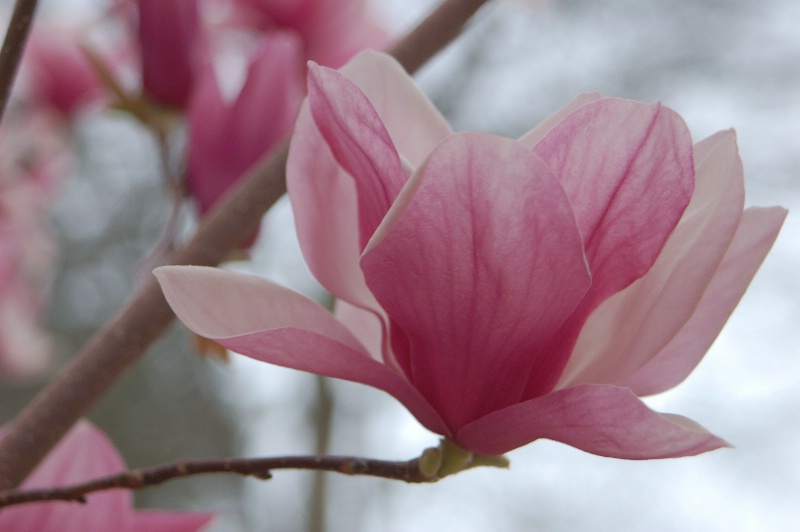 Japanese Magnolia