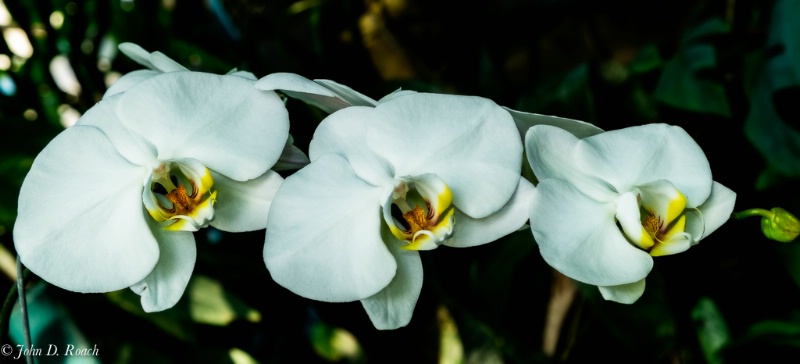 orchids - radiant glow