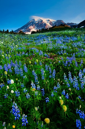 Mountain Garden