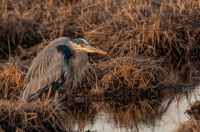 Blue Heron Hunting