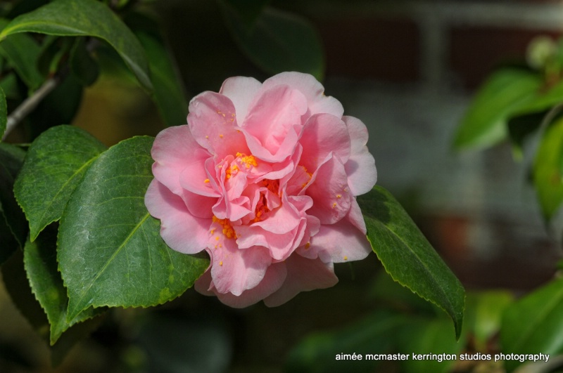 camellia blush