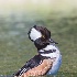 © Leslie J. Morris PhotoID # 14403847: Hooded Merganser Drake