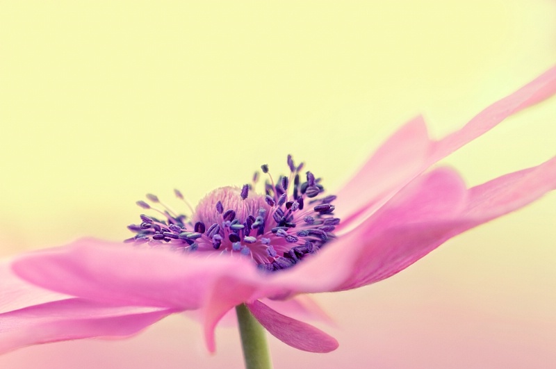 Poppy-Flowered Anemone