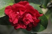 camellia rouge