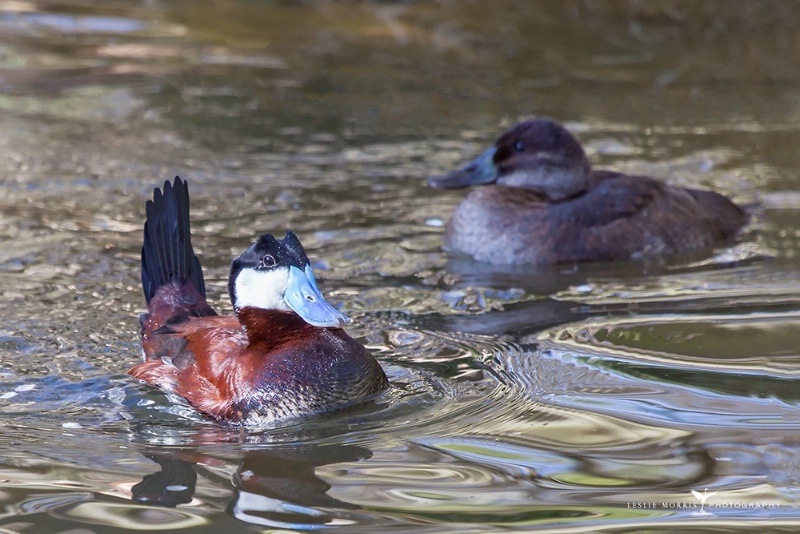 Ruddy Duck - ID: 14404498 © Leslie J. Morris