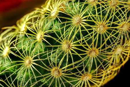 Prickly Spines
