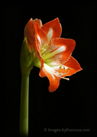 Amaryllis Bloom