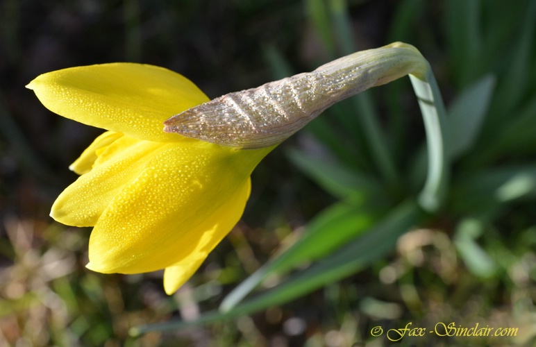 Daffodill with Dew - ID: 14404999 © Fax Sinclair