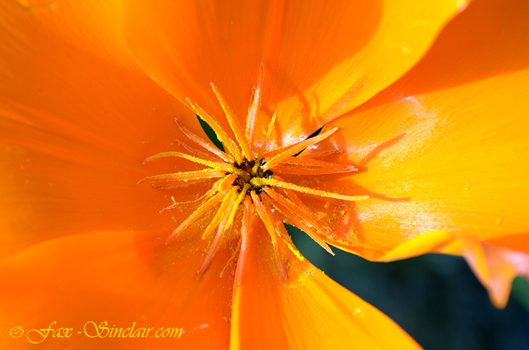 Poppy Close up  - ID: 14405001 © Fax Sinclair