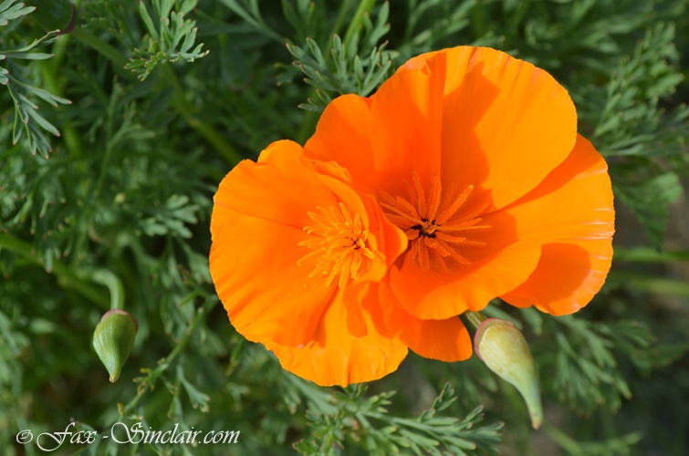 Poppy Duo - ID: 14405002 © Fax Sinclair