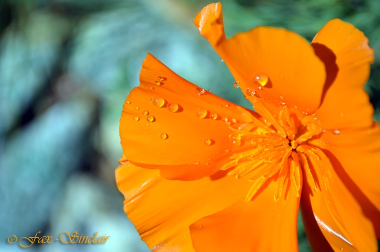 Poppy Flip - ID: 14405003 © Fax Sinclair