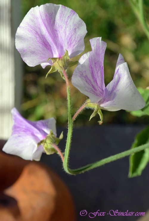 Sweet Peas - ID: 14405006 © Fax Sinclair