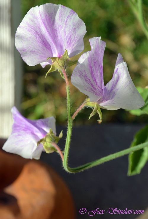 Sweet Peas  - ID: 14405006 © Fax Sinclair