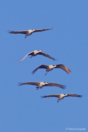 Sand Hill Crane fly by