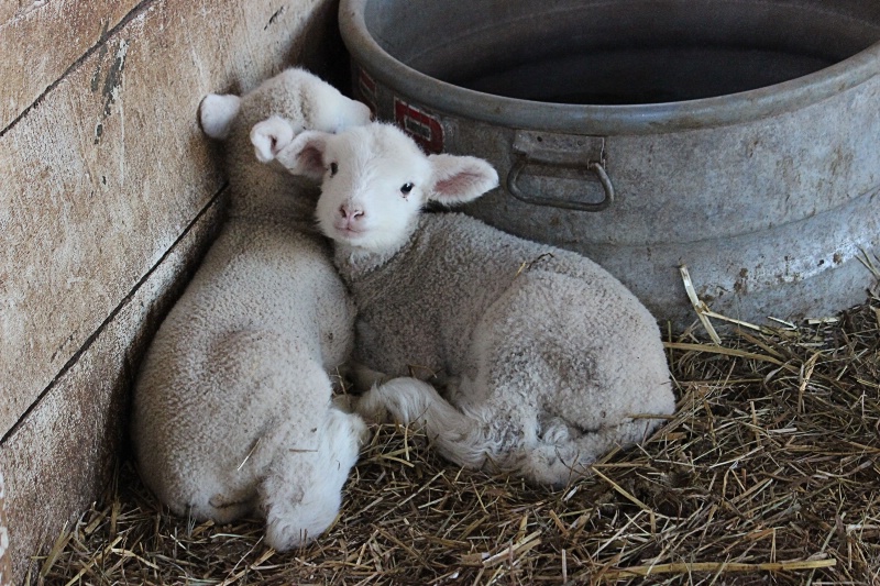 Spring Lambs - ID: 14405070 © Tammy M. Anderson