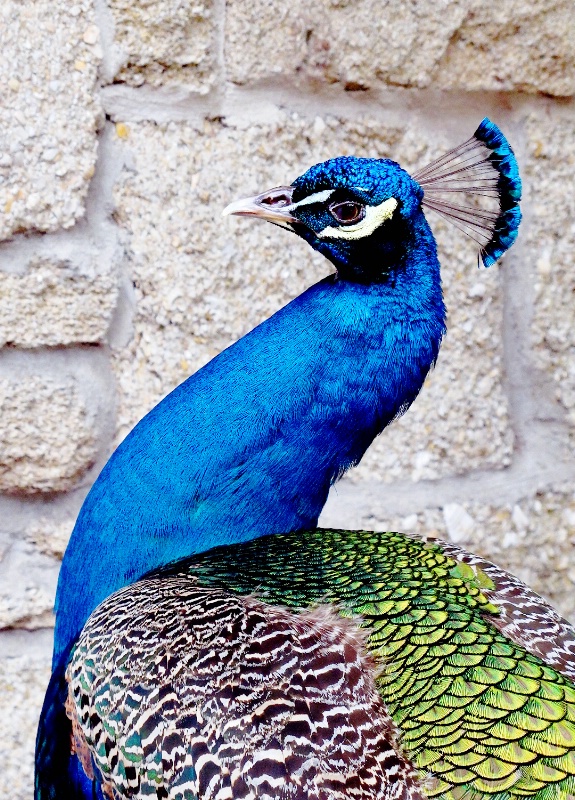 Portrait of a Peacock