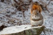 Red Squirrel in S...
