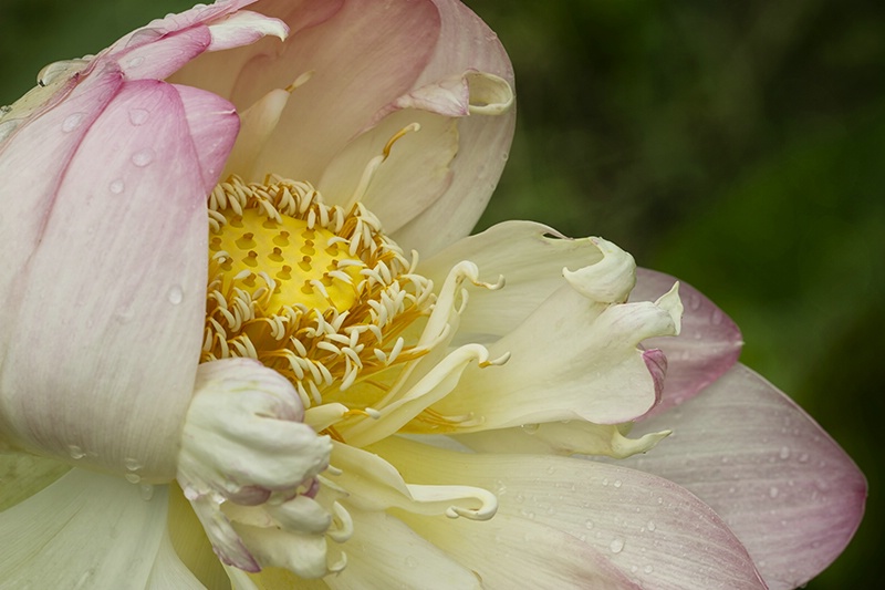 Inner Beauty of the Lotus