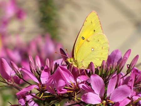 Yellow and Lavender