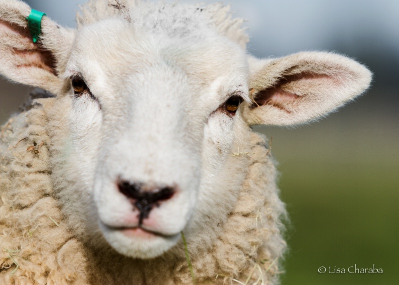 Sheep: Up Close