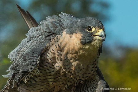                 Peregrine Falcon