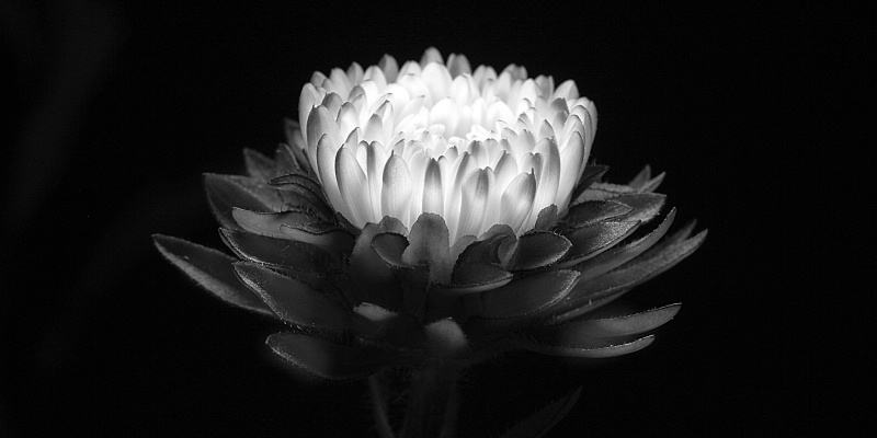 aster in b&w