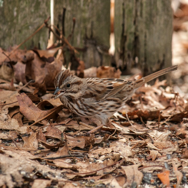 Song Sparrow