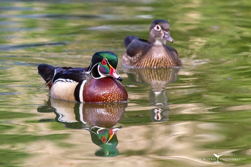 Wood Duck drake and his mate. - ID: 14406428 © Leslie J. Morris