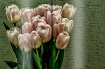 ~ Spring Edition ...