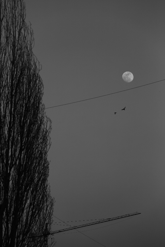 Fly Under the Moon - ID: 14406775 © Ilir Dugolli