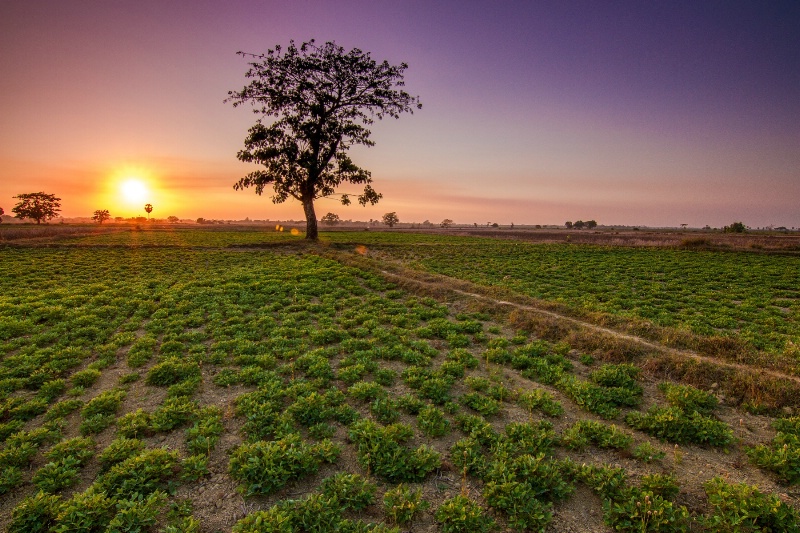 ~~ Sunset Upon the Fields ~~