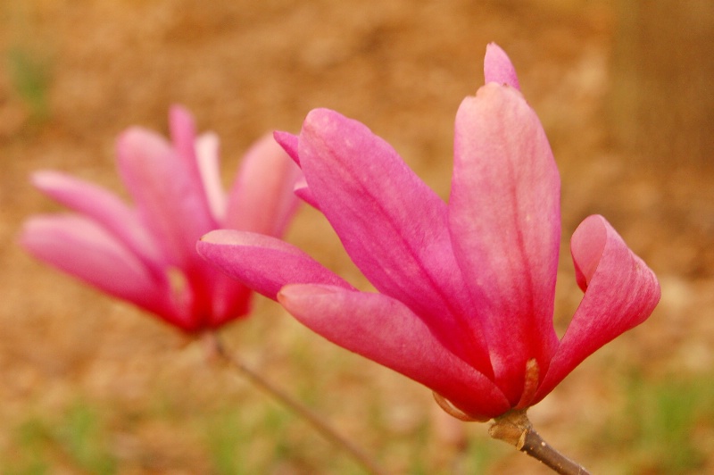 Japanese Magnolia Spring