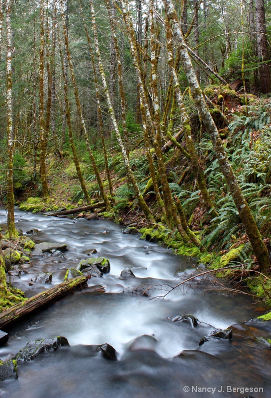 Along the Trail