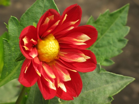 Summer Dahlia