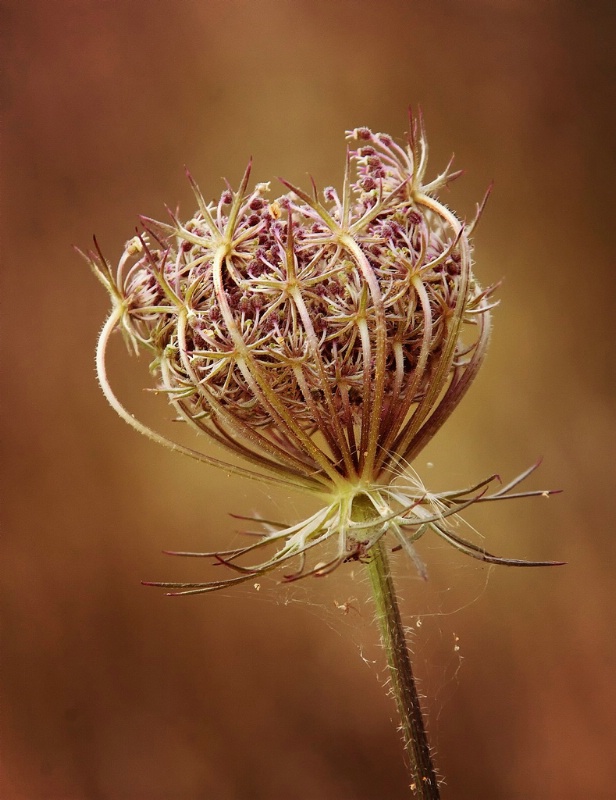 Carrot Weed