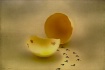 ~ The Great Eggsc...