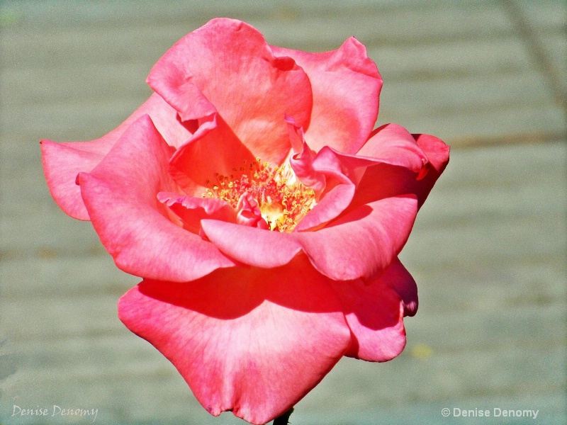 ROSE OF PINK