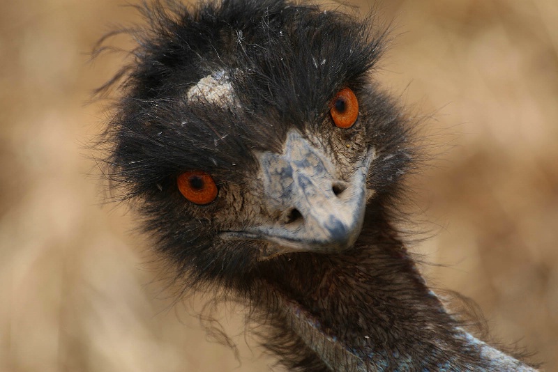 Emu Eyes