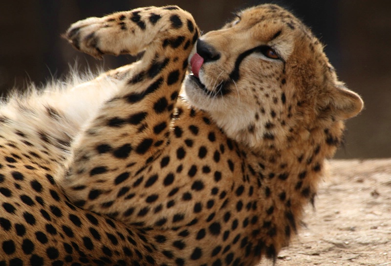 Cheetah Licks (C)