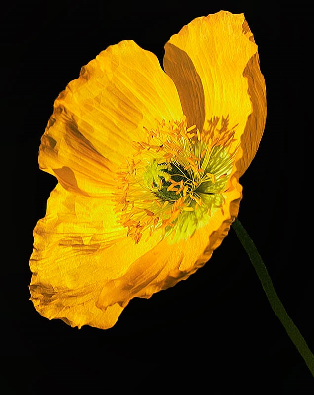 Sunshine Poppy