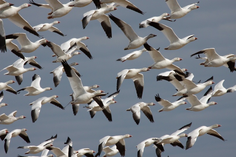 Flock of Snow Geese- Catalog #575