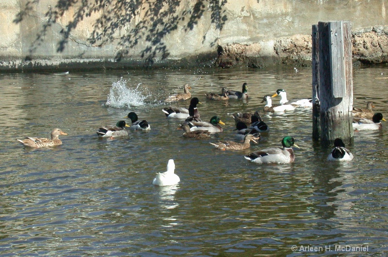   Ducks  Galveston Bay