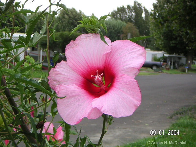DiMAGE X20   Pink flower
